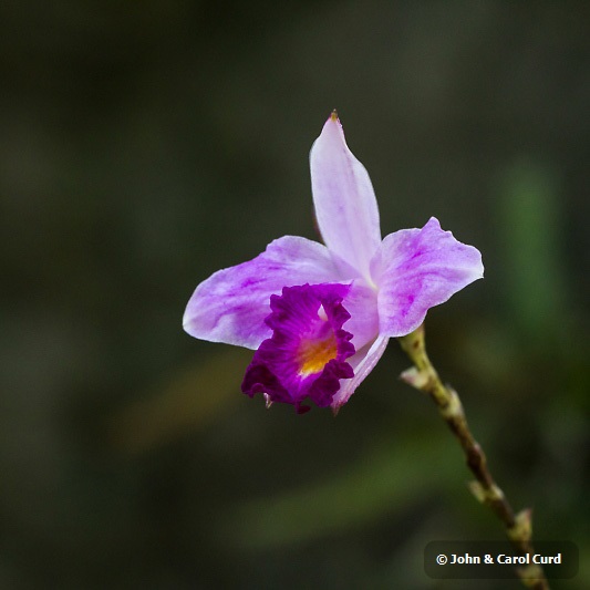 _MG_5288 Orchid.JPG